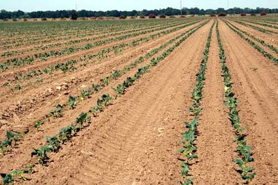 A Day in the Beanfields - Rancho Gordo