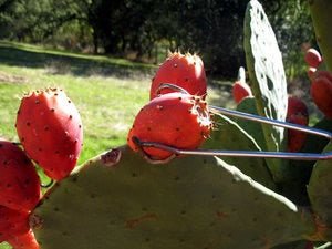 A Dessert with Prickly Pears - Rancho Gordo