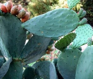 Boling Cactus Paddles - Rancho Gordo