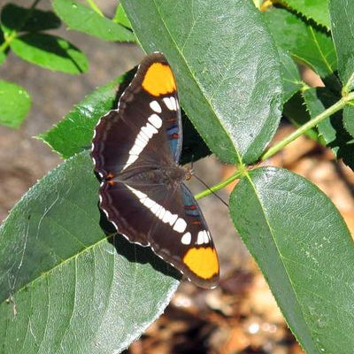 California Sister Butterfly - Rancho Gordo