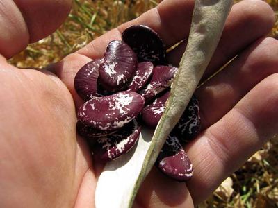 Harvesting Beans - Rancho Gordo