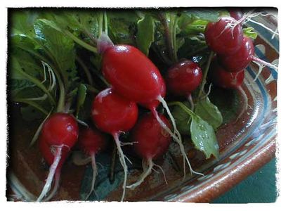 How I Came to Love Radishes - Rancho Gordo