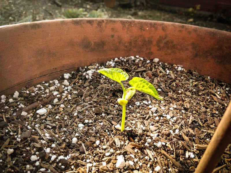 If you're feeling down, put a bean in some dirt. In just a few days, you'll remember the point of everything. - Rancho Gordo