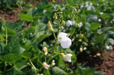 Join Our New Bean Gardening Group - Rancho Gordo