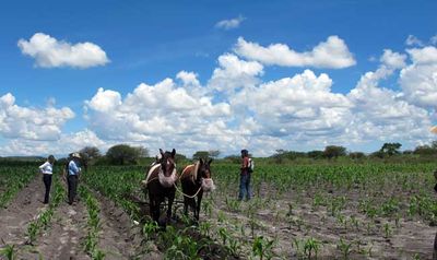 Noche Mexicana: A Day in the Beanfields Part One - Rancho Gordo