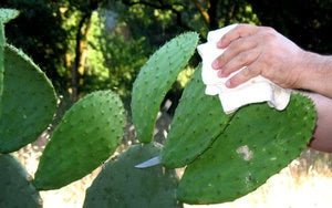 Preparing Cactus: From Nopal to Nopalitos - Rancho Gordo