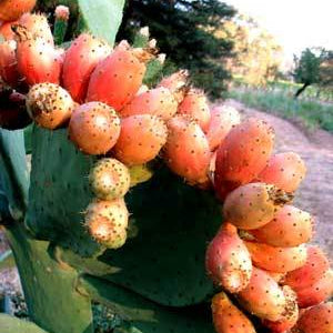 Prickly Pears and Tequila - Rancho Gordo