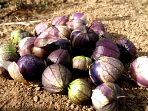 Tomatillos Milperos - Rancho Gordo