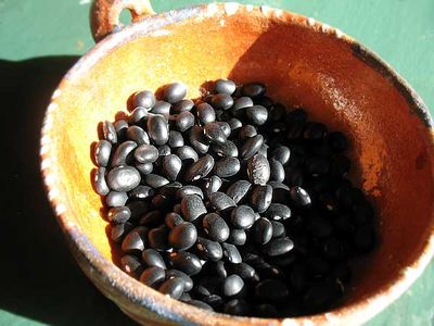 Wild Black Beans from Hidalgo, the New Year and a New Project - Rancho Gordo