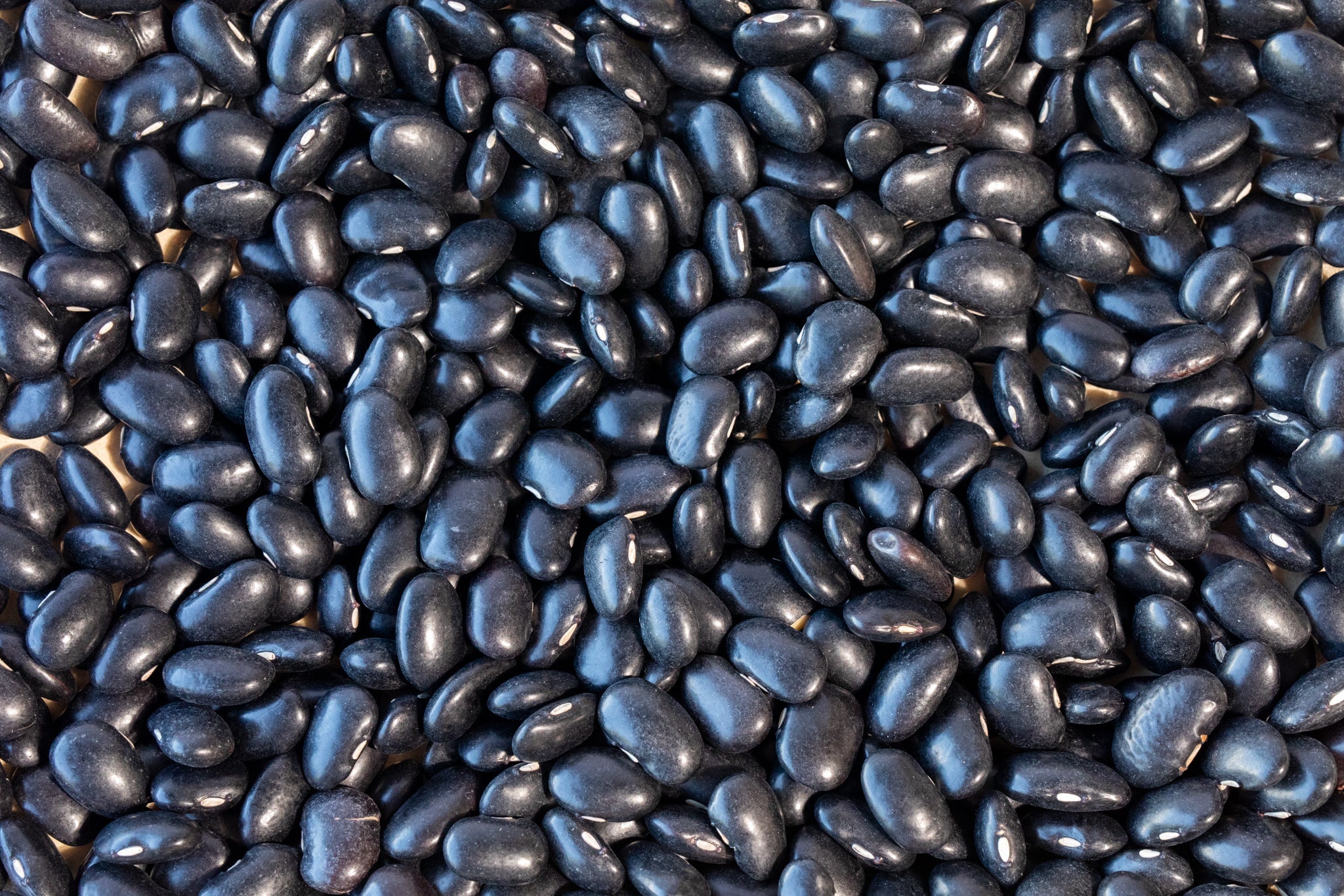 Ayocote Negro Bean - Rancho Gordo