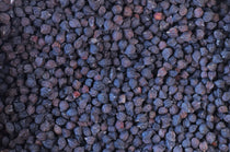 Black Garbanzo Bean - Rancho Gordo