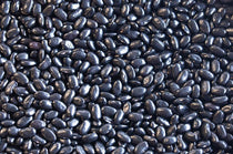 Chiapas Black Bean (Frijol Negro de Vara) - Rancho Gordo