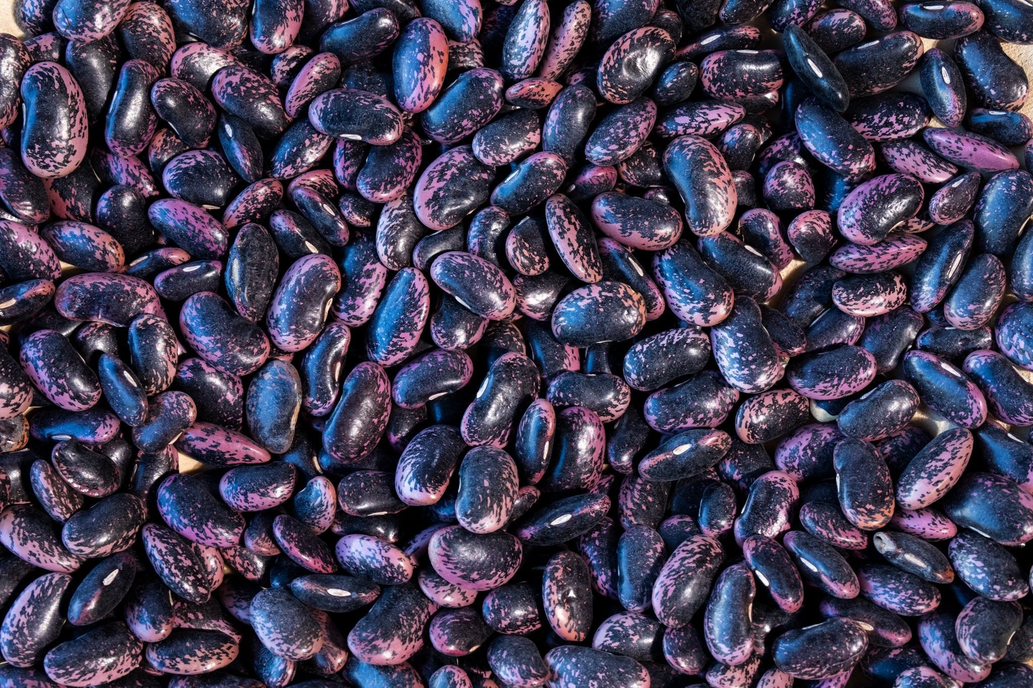 Scarlet Runner Bean - Rancho Gordo