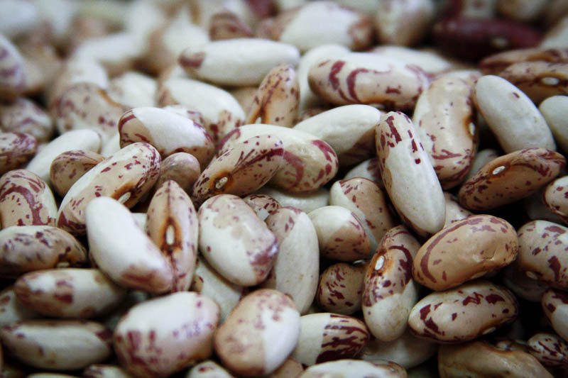 Snowcap Bean - Rancho Gordo