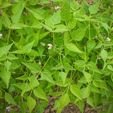 Tepary Bean (Brown Tepary) - Rancho Gordo