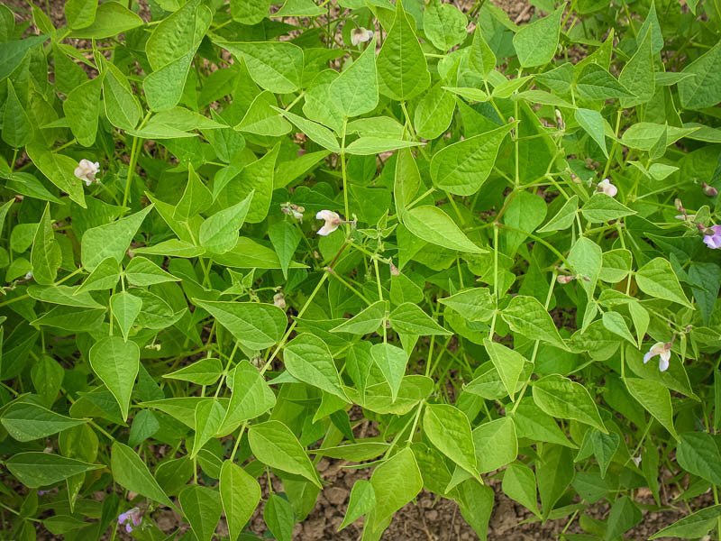 Tepary Bean (Brown Tepary) - Rancho Gordo