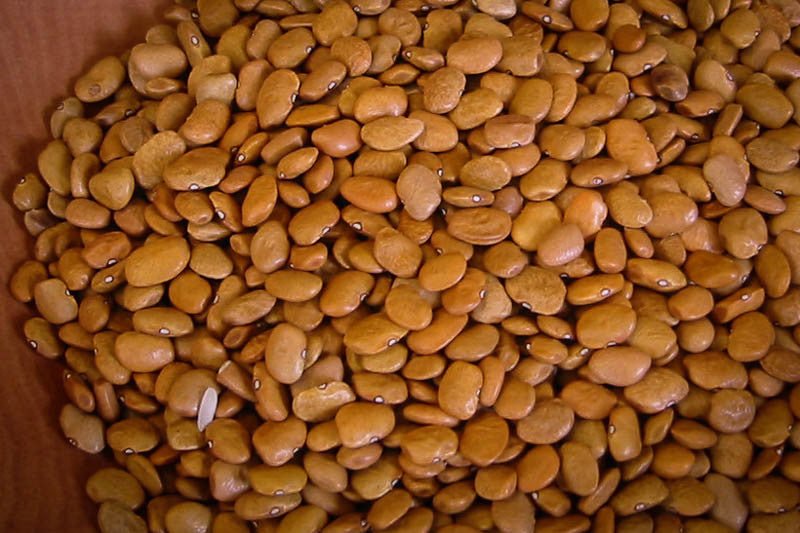 Tepary Bean (Brown Tepary) - Rancho Gordo